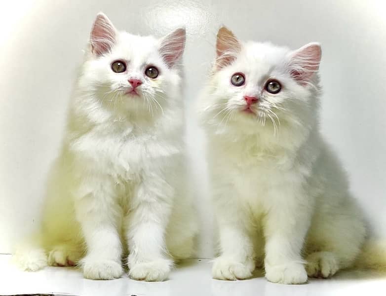 Semi punched persian kittens for sale/Triple coated kittens for sale 1