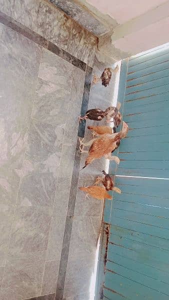 Aseel chicks 12