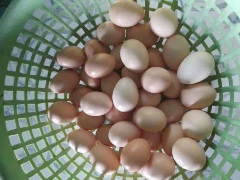 desi egg for sale 0