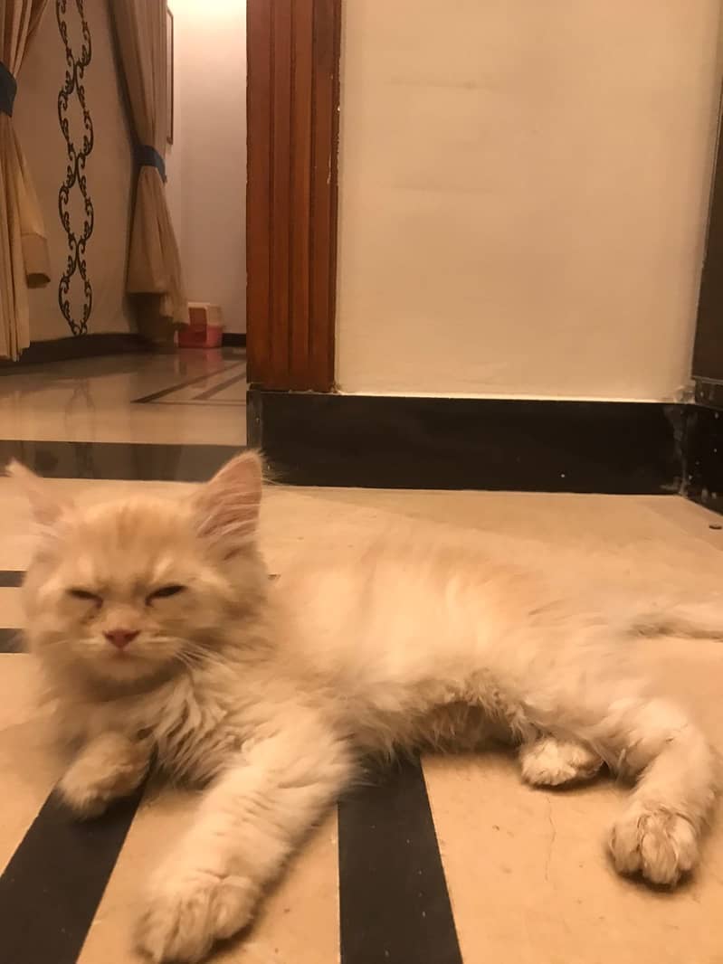 Persian kittent for sale only serious people contact krin whats app py 2