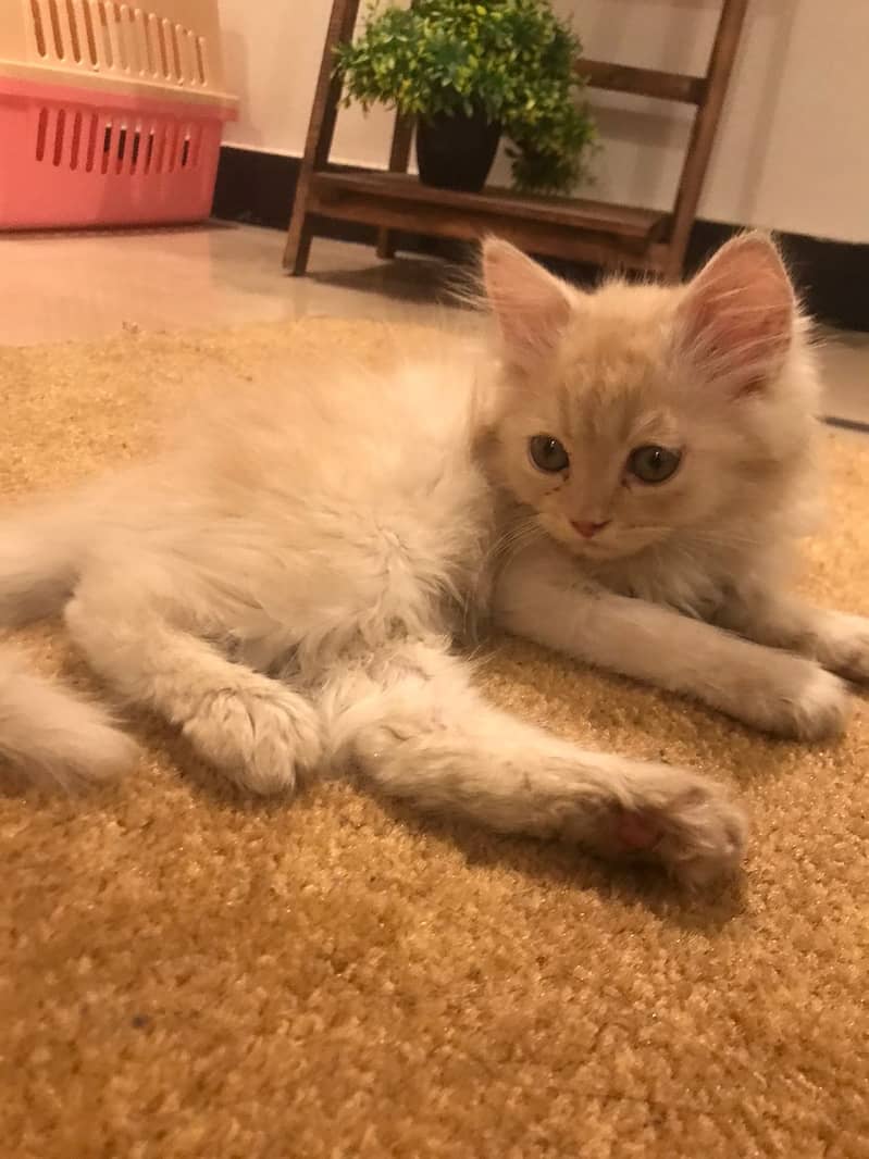 Persian kittent for sale only serious people contact krin whats app py 3