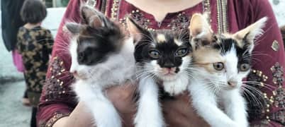 Stray Kittens for Sale