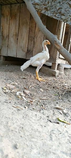 heera shamo chick 3
