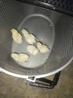 heera aseel chicks for sell