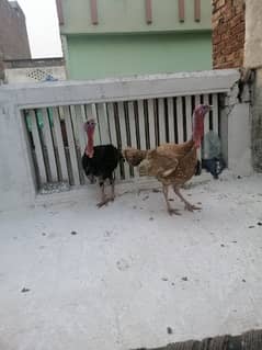 turkey fency hen