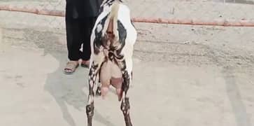 2 bache wali Shera print bakri for sale. 03277559164