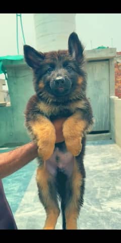 German Shepherd puppies / puppy for sale / gsd puppies