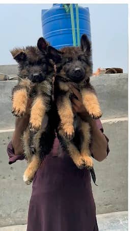 German Shepherd puppies / puppy for sale / gsd puppies 6