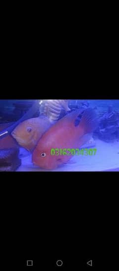 Gourami And Sweeper Fishes