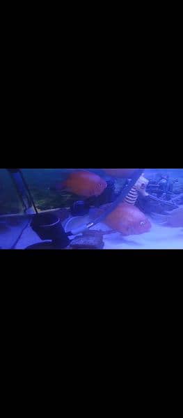 Sevrums, Gourami And Sweeper Fishes 2