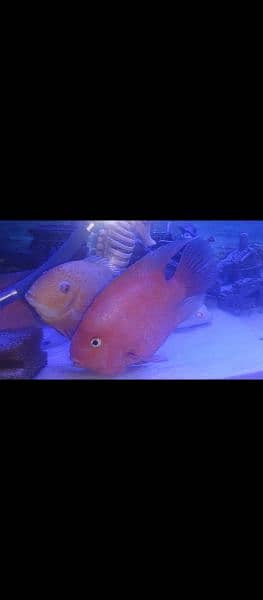 Sevrums, Gourami And Sweeper Fishes 3