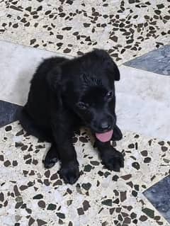 Labrador puppy | British Labrador puppy | labra Dog | |dog for sale