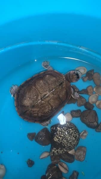 red eared slider for sale 0