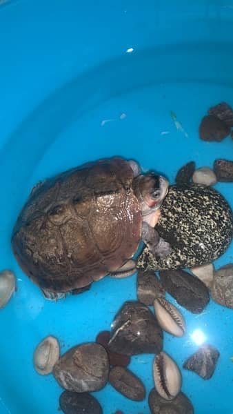 red eared slider for sale 1