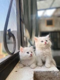 Triple coated Persian cats for sale +92 337 8622248 0