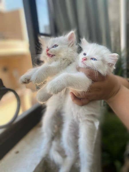 Triple coated Persian cats for sale +92 337 8622248 1