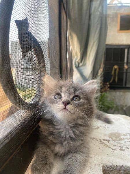 Triple coated Persian cats for sale +92 337 8622248 2