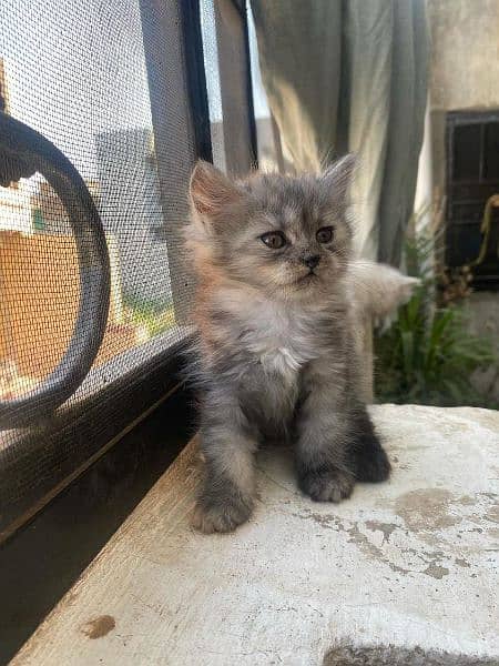Triple coated Persian cats for sale +92 337 8622248 4