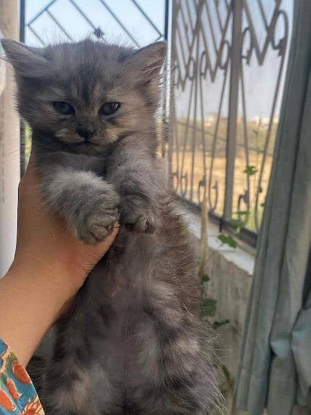 Triple coated Persian cats for sale +92 337 8622248 5