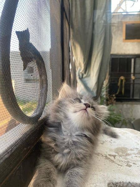 Triple coated Persian cats for sale +92 337 8622248 6