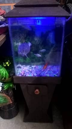 Aquarium ( Urgent Sale )