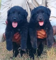 Black German shepherd puppies available for sale 0