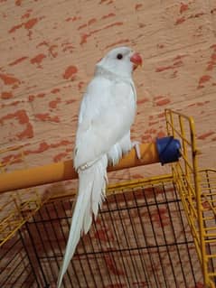 Indian White Ringneck 2 Month Old Self feed parrot