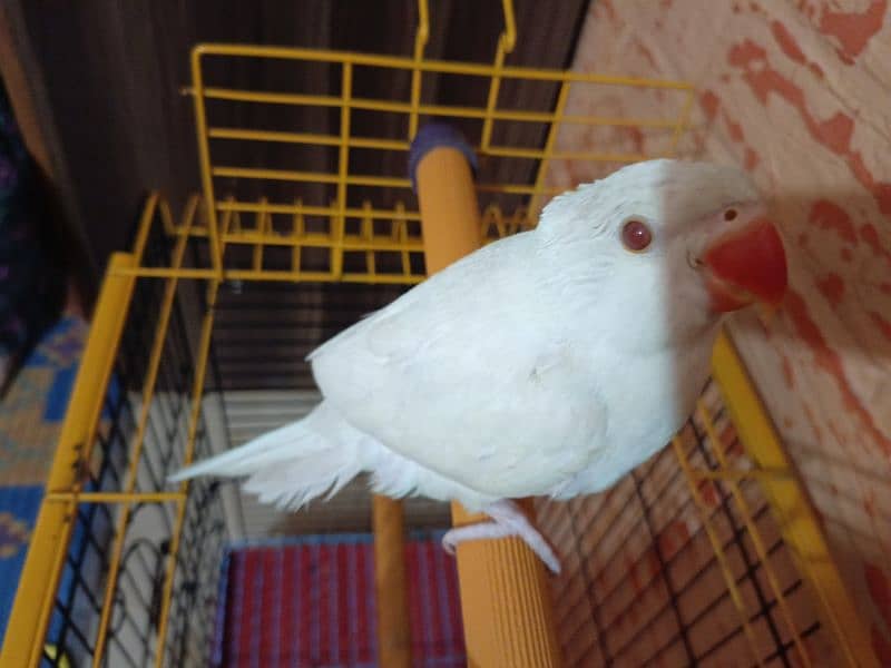 Indian White Ringneck 2 Month Old Self feed parrot 1