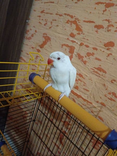 Indian White Ringneck 2 Month Old Self feed parrot 2