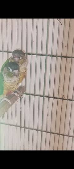 conure