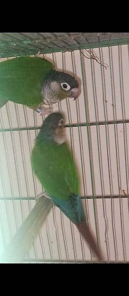 conure parrot for sale 1