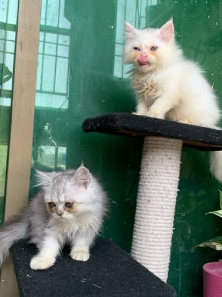 pure persian kittens 1
