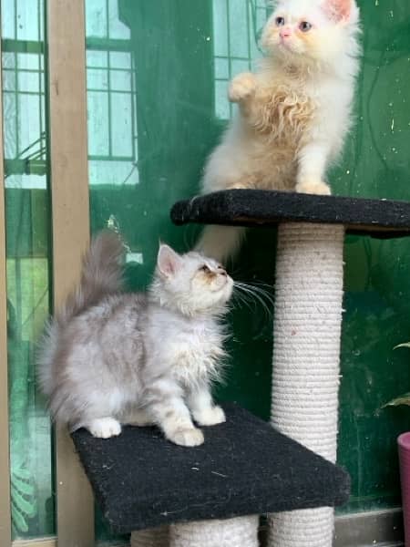 pure persian kittens 6
