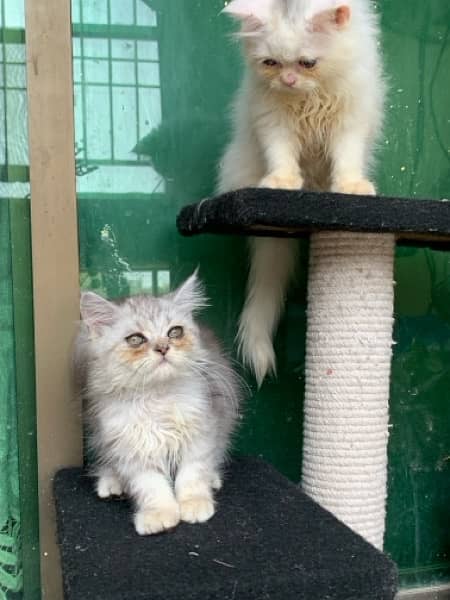 pure persian kittens 7