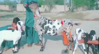 3 bache wali Shera print bakri for sale/03277559164 0