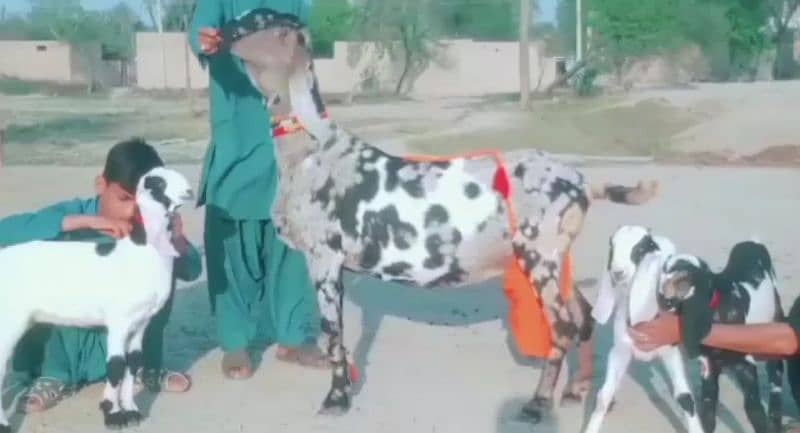 3 bache wali Shera print bakri for sale/03277559164 0