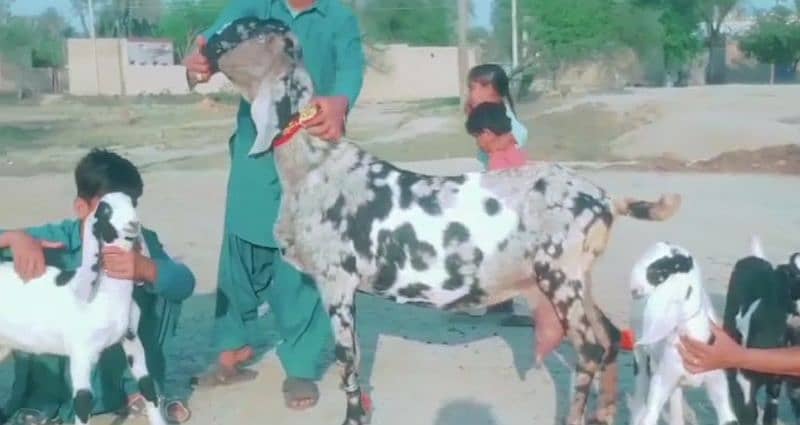 3 bache wali Shera print bakri for sale/03277559164 1