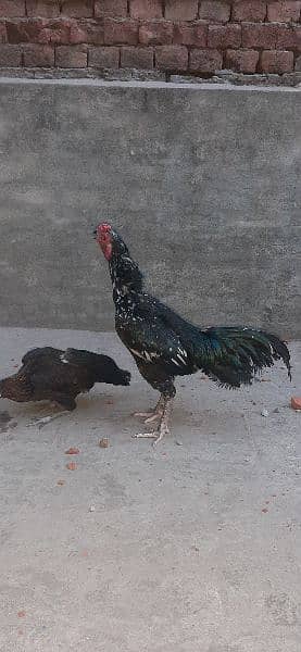 Aseel pair mix breed 3