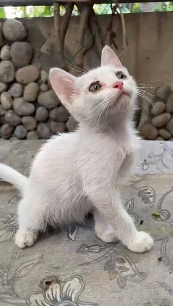 Single Coat Persian Kitten Pair for sale 1