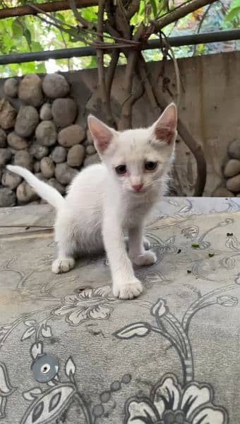 Single Coat Persian Kitten Pair for sale 2