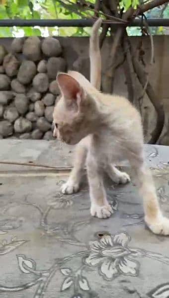 Single Coat Persian Kitten Pair for sale 4