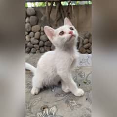 Single Coat Persian Kitten Pair for sale