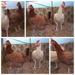 Desi Hens available for meat