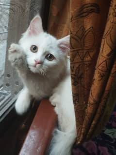 missing pet white Persian female cat