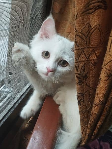 missing pet white Persian female cat 1