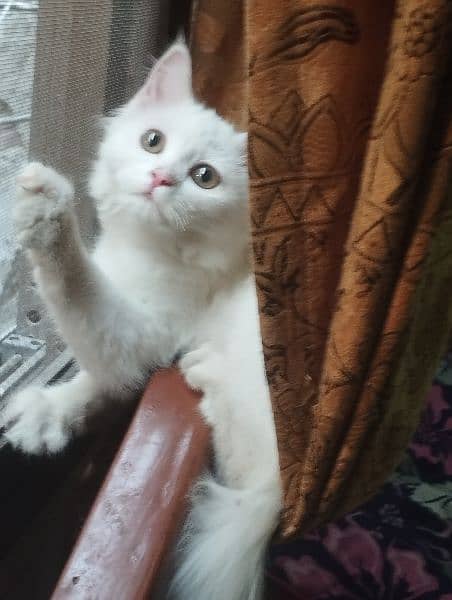 missing pet white Persian female cat 2