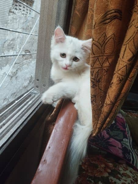 missing pet white Persian female cat 3