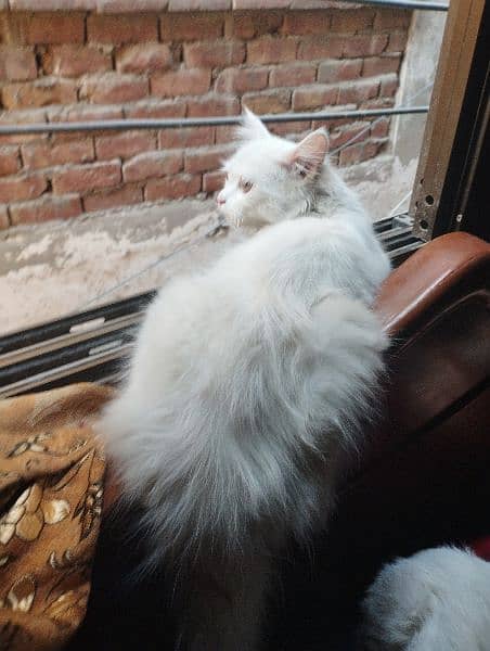 missing pet white Persian female cat 4