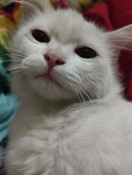 missing pet white Persian female cat 5