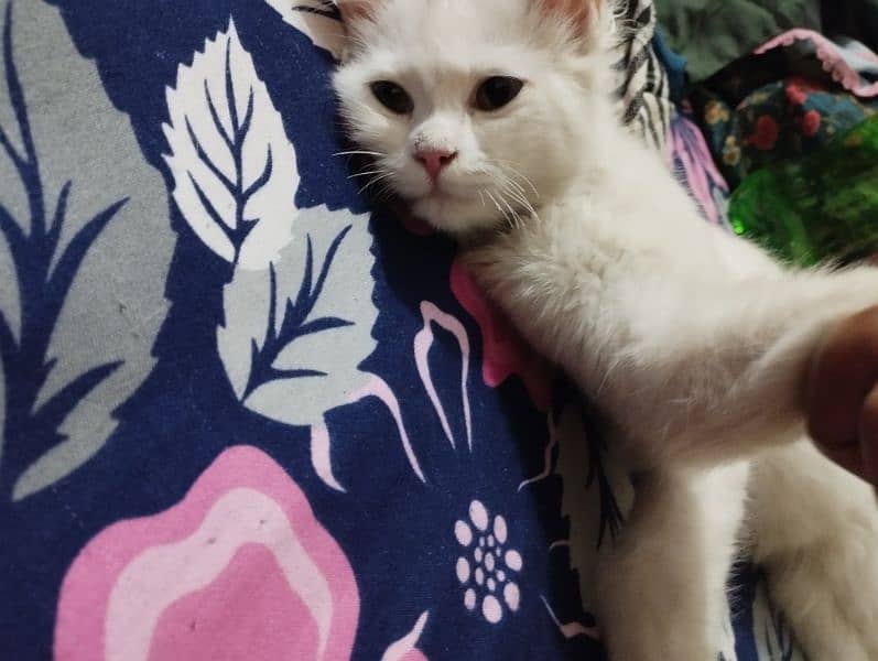 missing pet white Persian female cat 6